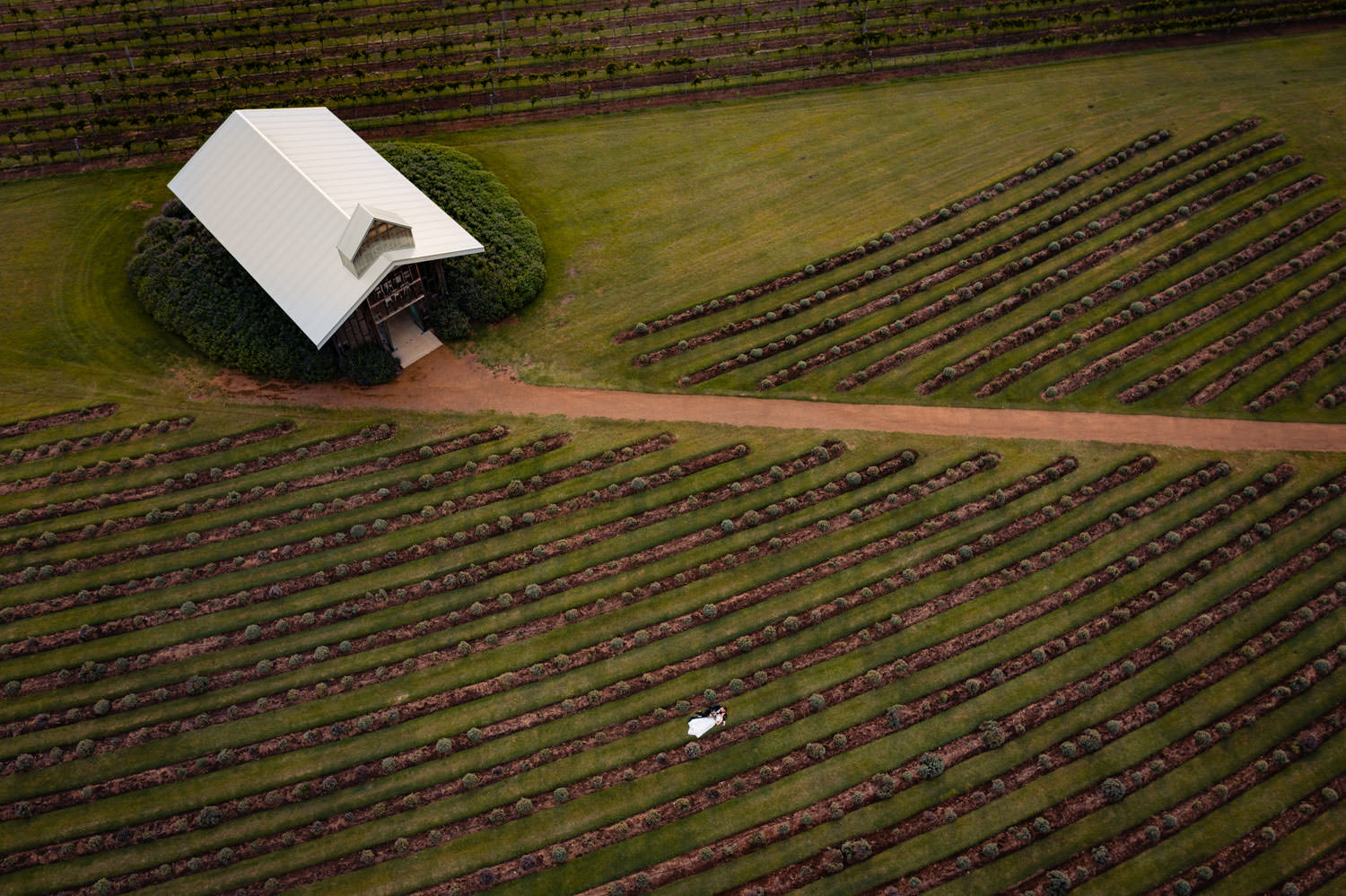 Korooomba Lavender Farm Wedding Drone Photo